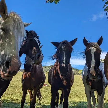 Lejlighed Relais Equestre Du Neufeld - De Gaulle *